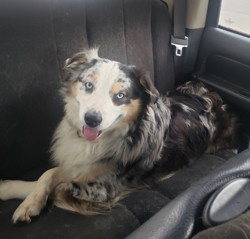 Australian Shepherd Dog Stud 31933