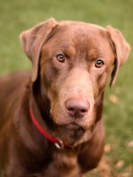 Opie - Labrador Retriever Stud
