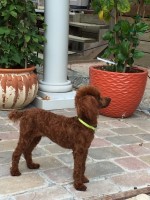Elba - Poodle Toy Stud