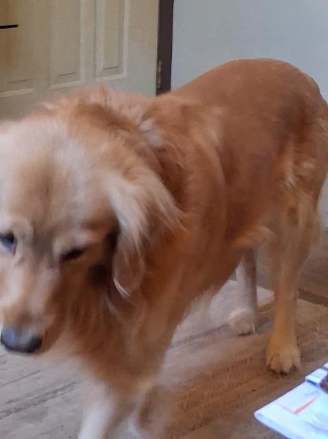 Golden Retriever Stud 31963