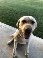 Lara Caruso - Labrador Retriever Stud