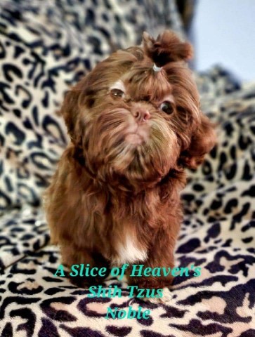 A Slice Of Heaven's Shih Tzus