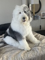 Craig - Shetland Sheepdog Stud