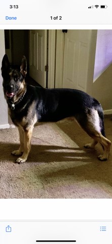 German Shepherd Dog Stud 28496