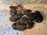 German Shepherd Dog thumbnail