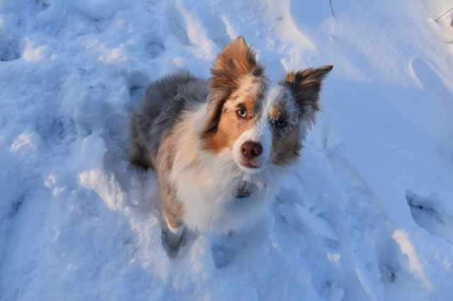 Miniature Australian Shepherd Stud 30205