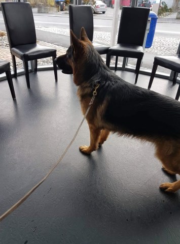 German Shepherd Dog Stud 26732