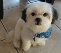 Laurie Brown - Maltese Stud