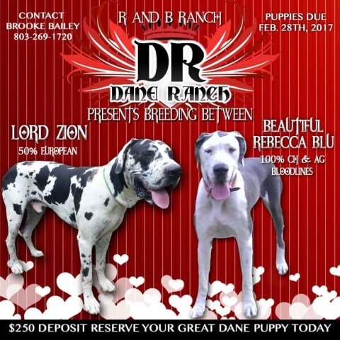 Great Dane Breeder 25569