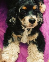 Jam Hunt - American Cocker Spaniel Stud