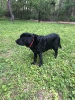 Marilyn - Labrador Retriever Stud