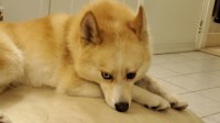 Pomsky thumbnail