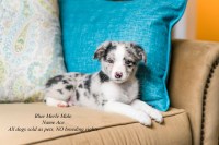 Tj's Aussies Australian Shepherd Dog breeder