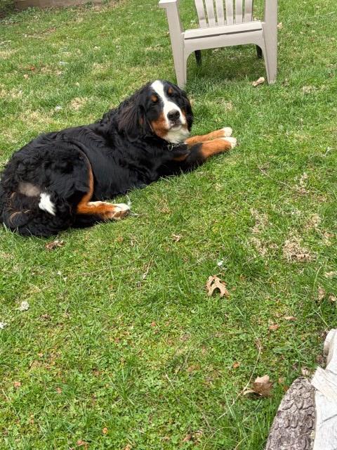 Bernese Mountain Dog Stud 31938
