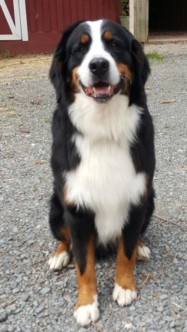 Bernese Mountain Dog Stud 26823