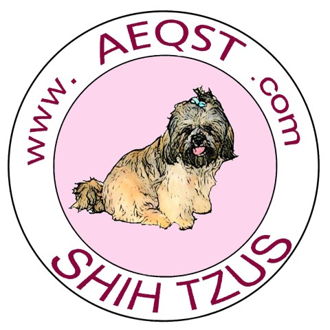 Shih Tzu Breeder 25307