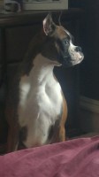 Pattys Boxers -N- Bulldogs Boxer breeder