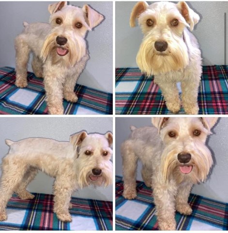 Jenny’s Minis & More