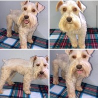 Jenny’s Minis & More