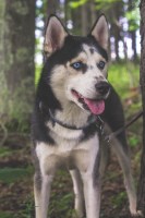 COURTNEY STANNARD - Siberian Husky Stud