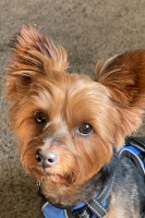 alex carrillo - Yorkshire Terrier Stud