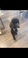 Natasha - Poodle Standard Stud