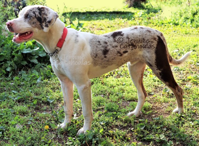 Jenuine Catahoulas