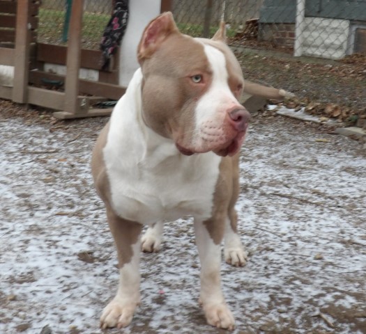 Quality First Kennels LLC, American Pit Bull Terrier Stud in CLEVELAND ...