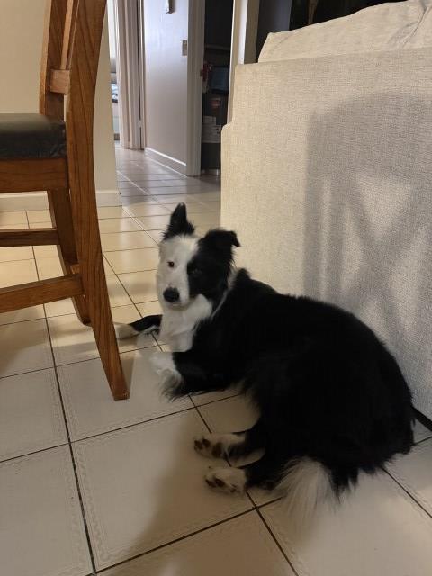 Border Collie Stud 31999