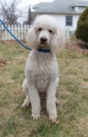 Pandora - Poodle Standard Stud