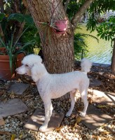 Ada - Poodle Standard Stud