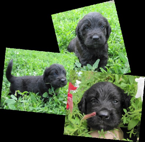 Labradoodle Breeder 25659