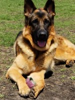 Orion - German Shepherd Dog Stud