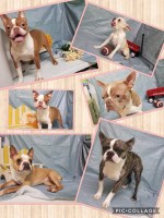 Pawprints Kennel Boston Terrier breeder
