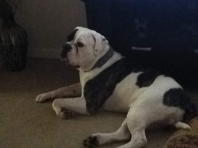 American Bulldog Stud 26580