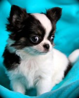 Cane River Chihuahuas Chihuahua breeder