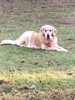 Vickie Cox - Golden Retriever Stud