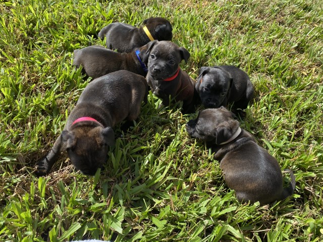 Staffordshire Bull Terrier Breeder 30534