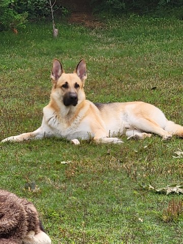 German Shepherd Dog Stud 31529