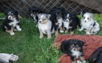 Rustic River Ranch Miniature Australian Shepherd breeder