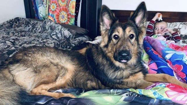 German Shepherd Dog Stud 26704