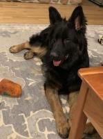 Dale & Sonja Lyngen - German Shepherd Dog Stud