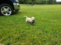 Bold Bay Retrievers Labrador Retriever breeder