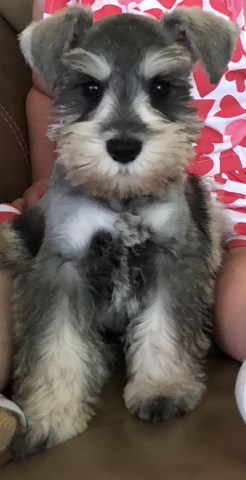 Miniature Schnauzer Stud 26928