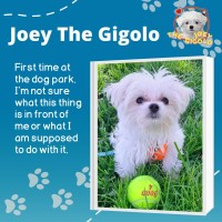 Liz Quintavalle - Maltese Stud