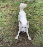 Brian - Siberian Husky Stud