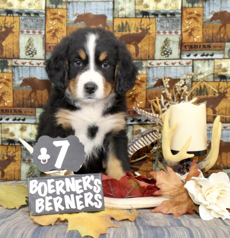 Bernese Mountain Dog Breeder 28815