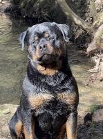 Robert Abad - Rottweiler Stud