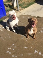 jake - American Pit Bull Terrier Stud