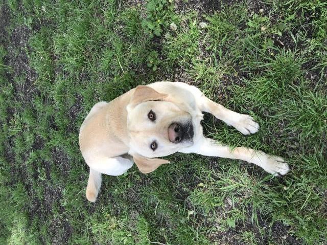 Labrador Retriever Stud 27096